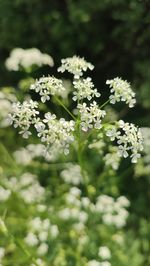 Close-up of white flowering plant