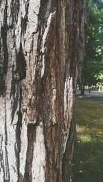 View of tree trunk