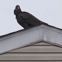 Low angle view of bird perching on roof against sky