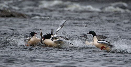 Ducks swimming in sea