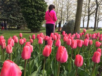 Pink tulips in park