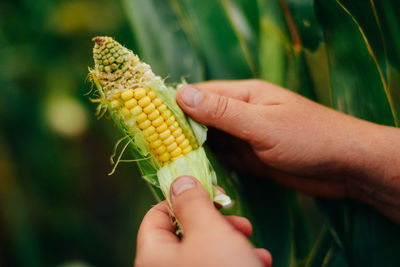 Cropped hands of woman picking corn in garden