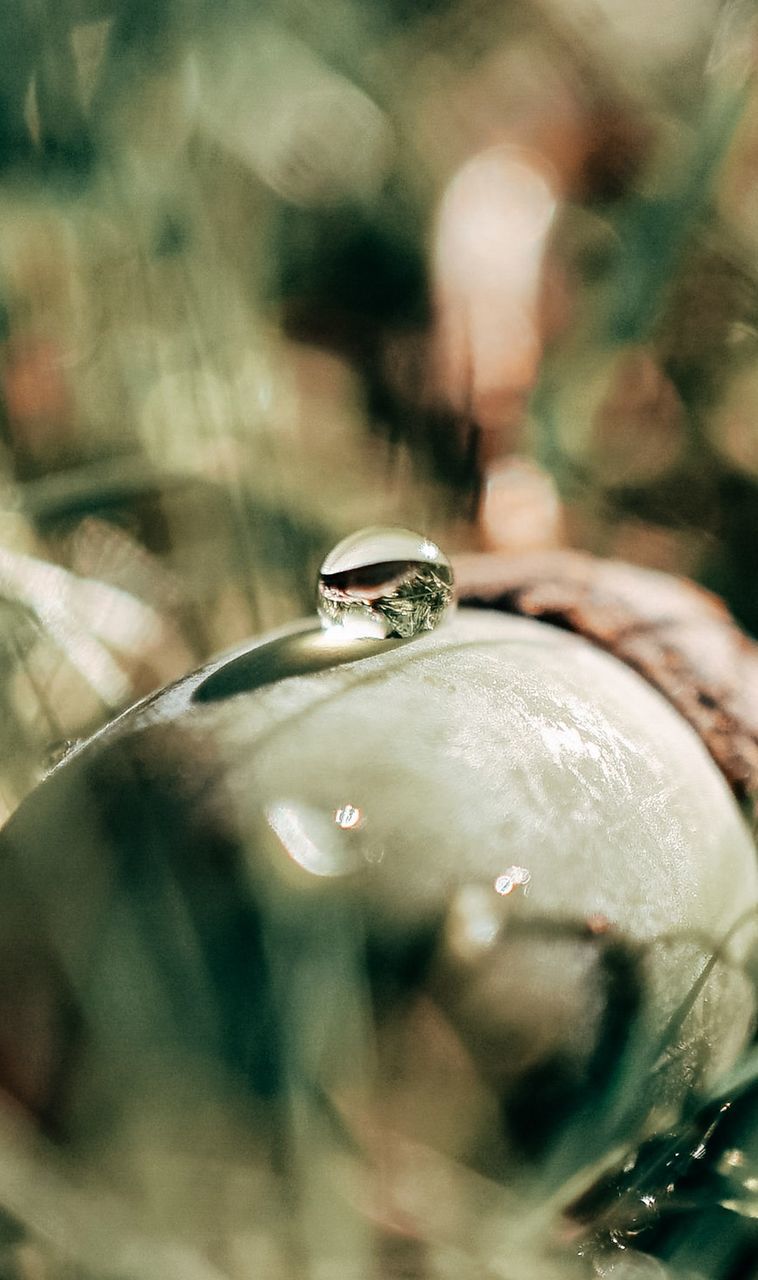 selective focus, close-up, animal wildlife, one animal, no people, animals in the wild, animal, animal themes, water, day, nature, focus on foreground, drop, wet, reflection, vertebrate, amphibian, outdoors, frog, animal head, purity