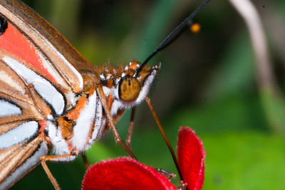 Close-up of butterfly perching on red flower