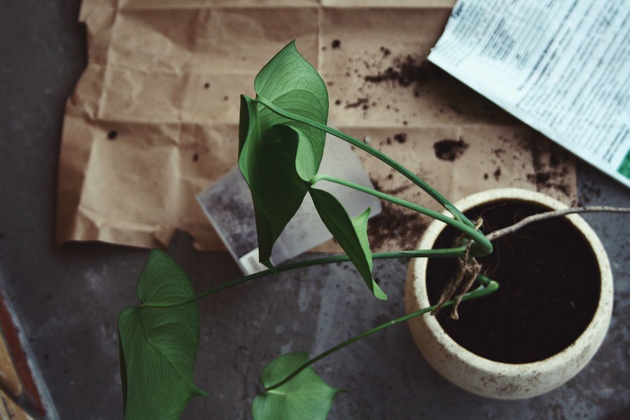 HIGH ANGLE VIEW OF POTTED PLANT AGAINST WALL