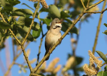 Low angle view of bird perching on branch