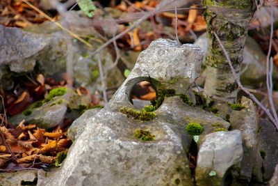 Close-up of leaves on rock