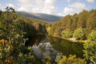 Scenic view of lake by trees in forest against sky