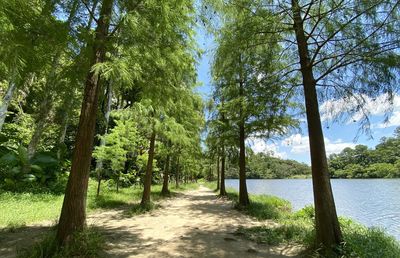 Scenic view of trees in forest