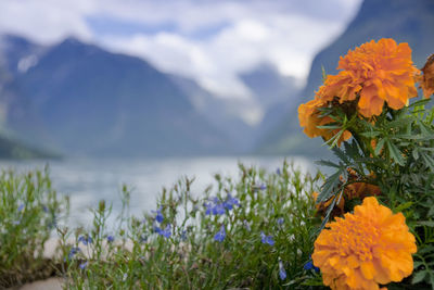 Close-up of flowering plant against cloudy sky