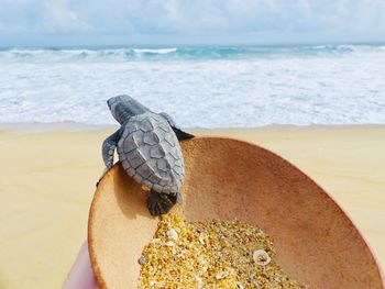 Close-up of shell on beach