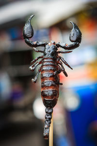 Close-up of scorpion
