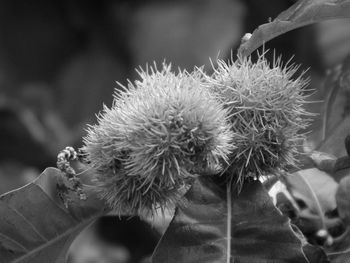 Close-up of dandelion flower