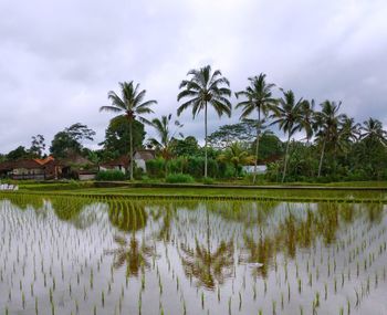 Reflection of palm trees in lake against sky