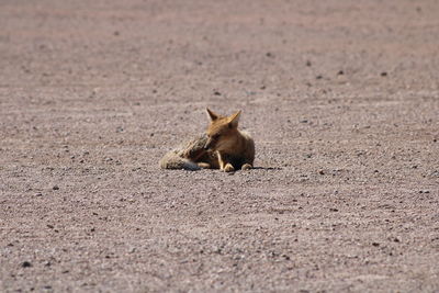 Portrait of red fox on field