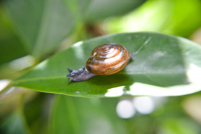 Beautiful creature moving slowly