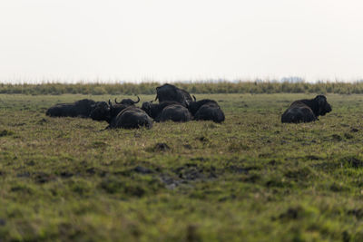 Buffalos in a field