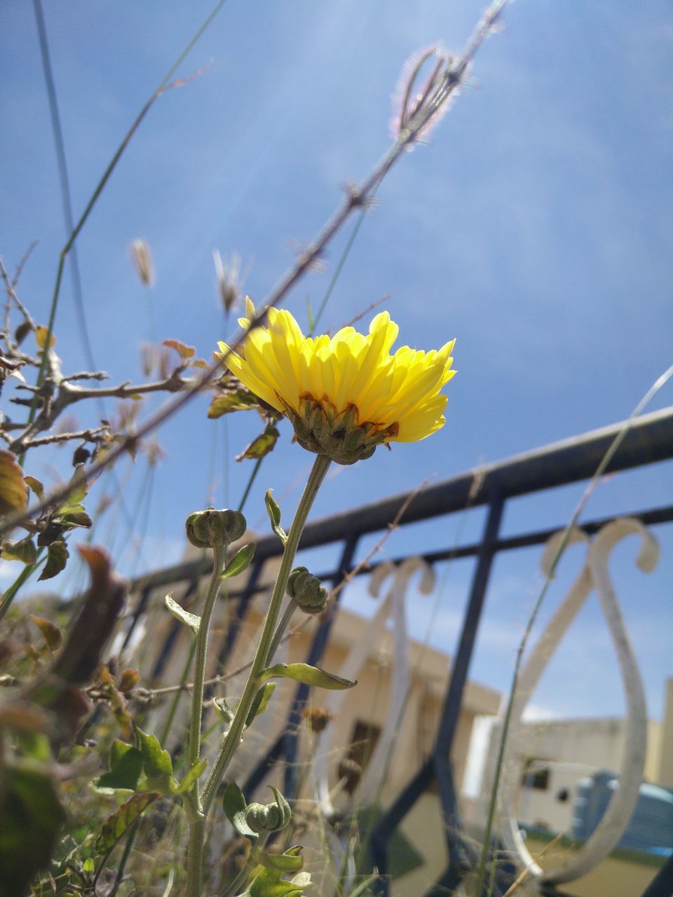 flower, yellow, fragility, growth, freshness, plant, sky, petal, nature, stem, blooming, flower head, beauty in nature, focus on foreground, close-up, fence, low angle view, field, day, outdoors