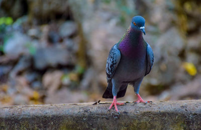 Close-up of pigeon perching on retaining wall