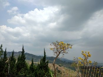 Scenic view of flowering plants and trees against sky