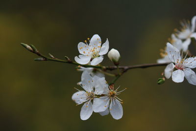 Close-up of white cherry blossoms in spring