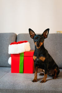 Portrait of dog sitting on sofa at home