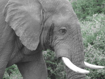 Close-up of elephant