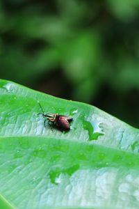 Close-up of housefly on leaf