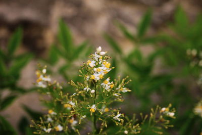 Close-up of honey bee on flower