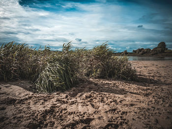 Scenic view of beach against sky