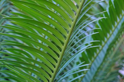 Close-up of palm leaves