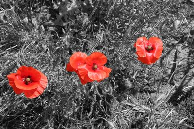 Close-up of red poppy blooming in field