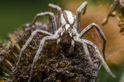 Close-up of spider