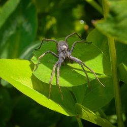 Close-up of insect on leaf