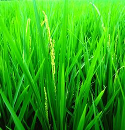 Full frame shot of crops growing on field