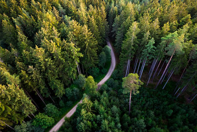 High angle view of pine trees in forest