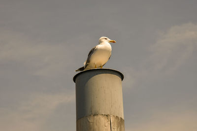 Seagull on a wood and metal pole, lake maggiore, italy