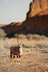 Portrait of oryx standing on field against clear sky