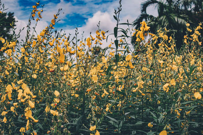 Close-up of yellow flowering plants against sky