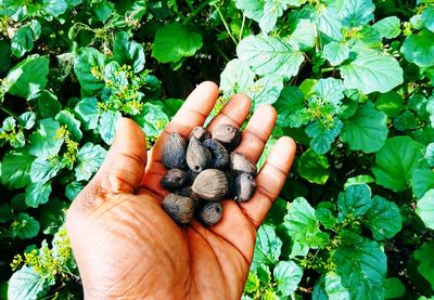 High angle view of person hand holding leaf