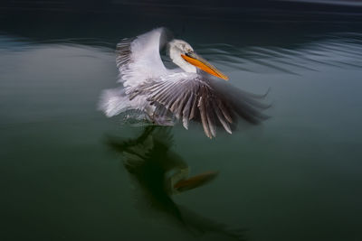 Duck swimming in a lake