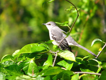 Close-up of bird perching on plant