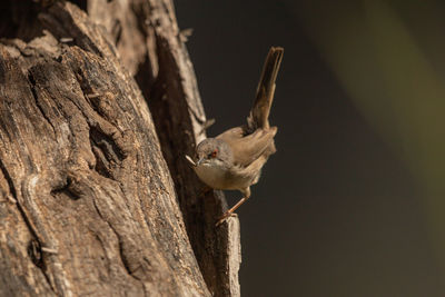 Close-up of squirrel on tree trunk