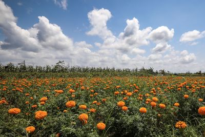 Scenic view of flowering plants on field against sky