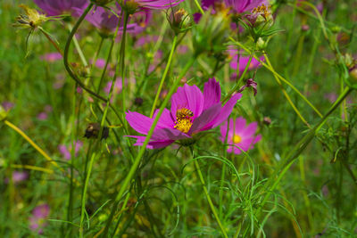 Close-up of purple crocus flowers on field