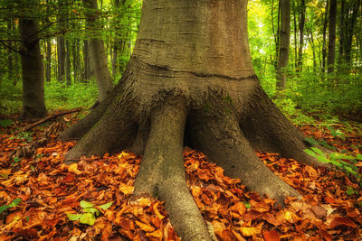 Trees in forest