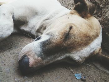 Close-up of dog sleeping