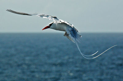 Bird flying over white background