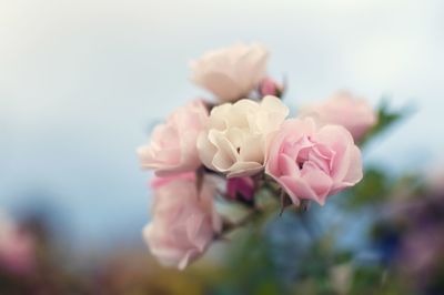 Close-up of pink rose