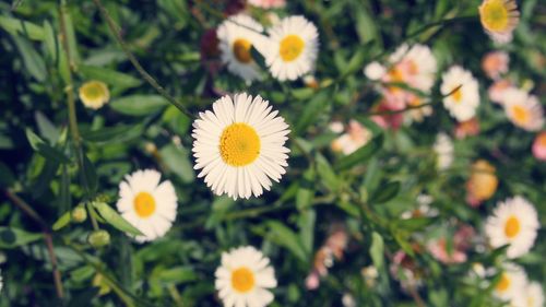 Close-up of white flowering plants on field